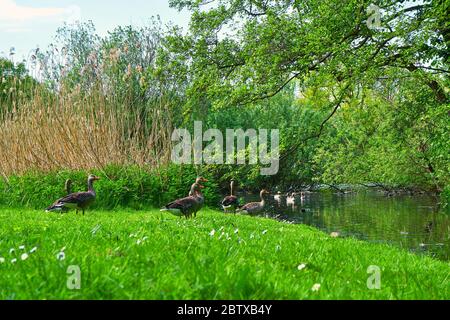 Gruppe von Graugänsen am Fluss auf einer grünen Wiese. (Anser anser domesticus) Stockfoto