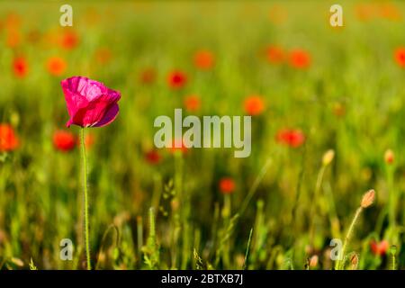 Rosa Mohn Blume in England Stockfoto