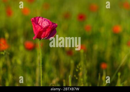 Rosa Mohn Blume in England Stockfoto