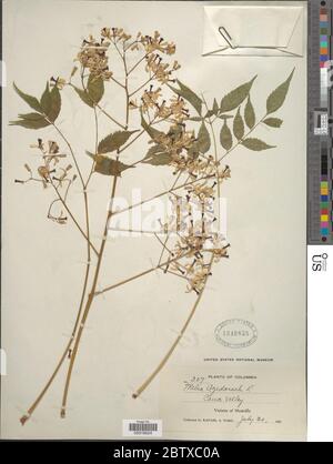 Melia azedarach L. 12. Juli 20191 Stockfoto