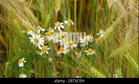 Echte Kamille, matricaria chamomilla, in einem Gerstenfeld. Stockfoto