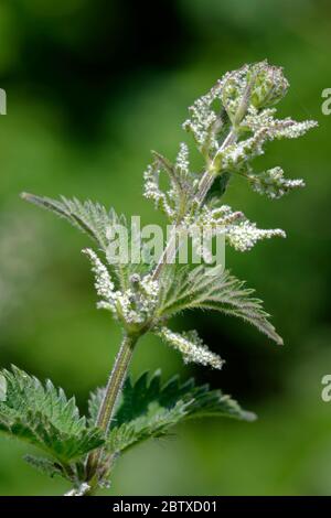 Gewöhnliche oder stechende Brennnessel - Urtica dioica Neue Blätter und Blüten Stockfoto