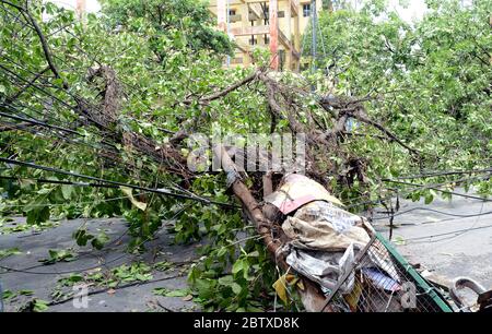 Der Wirbelsturm Amphan hat in der ostindischen Stadt Kalkutta landzufallen gemacht, Tausende Bäume, Strom Umfrage, Telefonleitungen wurden in den Straßen entwurzelt. Stockfoto