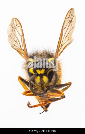 Eine Makroaufnahme einer Wespe Stockfoto