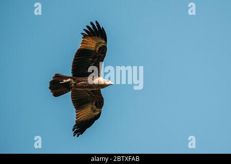 Goa, Indien. Brahminy Kite Mit Fisch In Pfoten Fliegen Im Blauen Himmel. Stockfoto