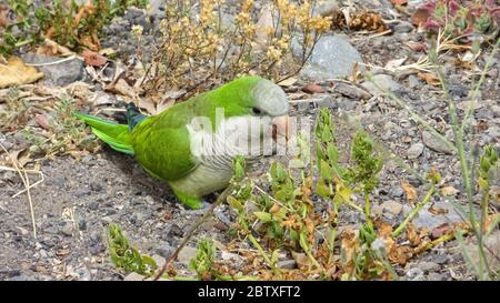 Mönchssittich (Myiopsitta monachus) lebt frei auf den Kanarischen Inseln Stockfoto