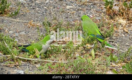 Mönchssittich (Myiopsitta monachus) lebt frei auf den Kanarischen Inseln Stockfoto