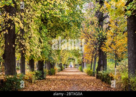 Gehweg von fallenden Blättern von Ahornbäumen im öffentlichen Park in Österreich bedeckt, Blatt wechselnden Farbe von grün zu gelb im Herbst. Stockfoto