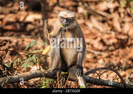 Goa, Indien. Grauer Langur-Affe isst frische Blätter auf einem Zweig auf Waldboden. Stockfoto