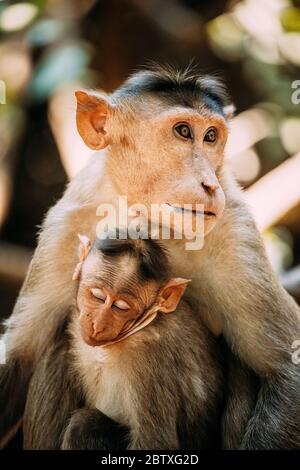 Goa, Indien. Haube Macaque - Macaca Radiata Oder Zati Mit Neugeborenen Auf Dem Boden Sitzend. Affe Mit Kleinkind Baby. Nahaufnahme Hochformat. Stockfoto