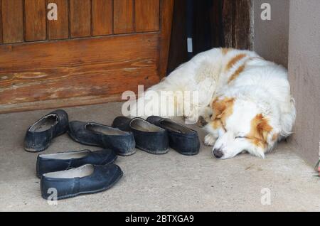 Weißer streunender Hund liegt vor einer Holztür, neben einigen schwarzen Schuhen Stockfoto