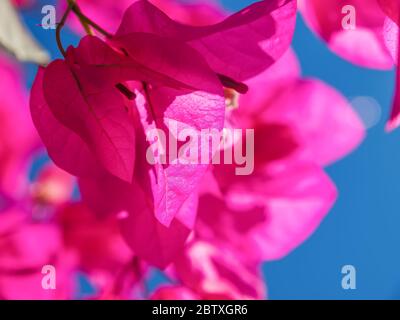 Rosa Bougainvillea Blumen, Nahaufnahme Foto. Santorini, Kykladen, Griechenland Stockfoto