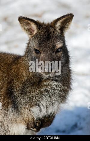 Rothalswallaby - Macropus rufogriseus, beliebtes Säugetier aus australischen Büschen und Savannen. Stockfoto