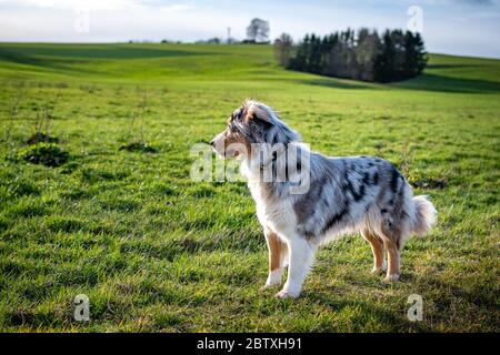 Hund australian Shepherd blue merle auf grünen Gras und blauen Himmel stehen Stockfoto