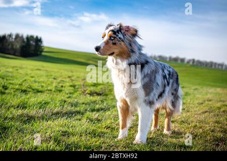 Hund australian Shepherd Blue Merle auf grünen Gras und blauen Himmel auf der rechten Seite stehen Stockfoto