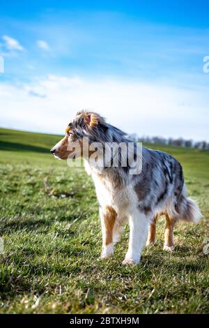 Hund australian Shepherd blue merle auf grünen Gras und blauen Himmel seitlich schauen Stockfoto