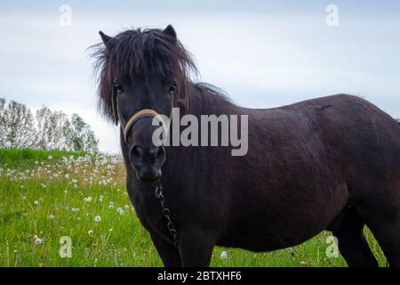 Schönes schwarzes Pony auf dem Gras auf dem Land. Ranch Pferd Grassing in der Landschaft Stockfoto