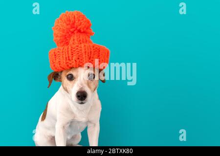 Hund mit Hut Stockfoto