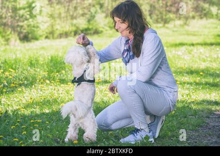 Frau trainiert ihren weißen maltesischen Hund im Park Stockfoto