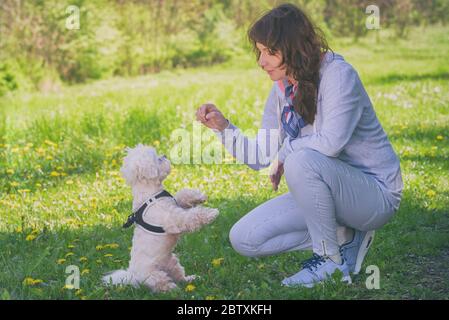 Frau trainiert ihren weißen maltesischen Hund im Park Stockfoto