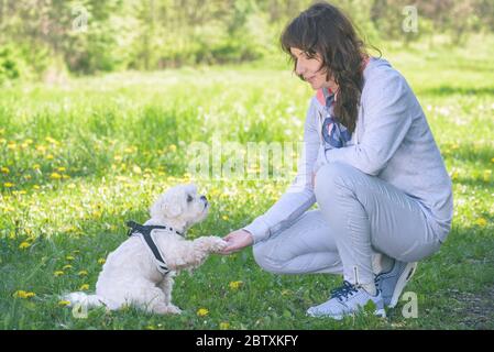 Frau trainiert ihren weißen maltesischen Hund im Park Stockfoto