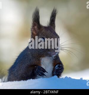 Eurasisches Rothörnchen (Sciurus vulgaris) im Schnee sitzend, Tierporträt, Tirol, Österreich Stockfoto