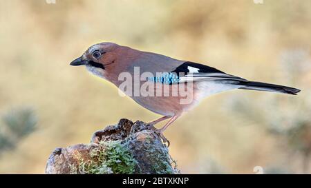 Eurasischer eichelhäher (Garrulus glandarius) auf moosbedecktem Totholz sitzend, Raureif, Tirol, Österreich Stockfoto