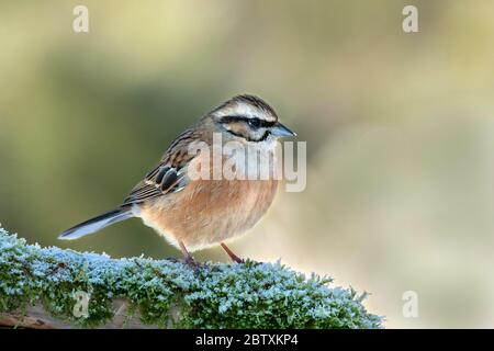 Steinhämmer (Emberiza cia) auf einer moosigen Wurzel sitzend, Raureif, Tirol, Österreich Stockfoto