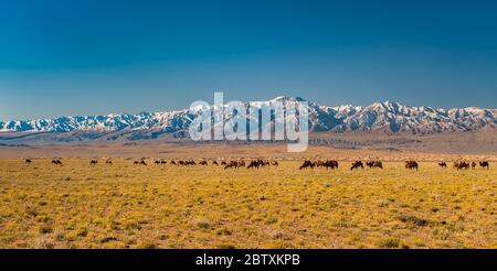 Kamelherde, baktrianische Kamele (Camelus bactrianus) in der Steppe vor schneebedecktem Gebirge, Provinz Bayankhongor, Mongolei Stockfoto