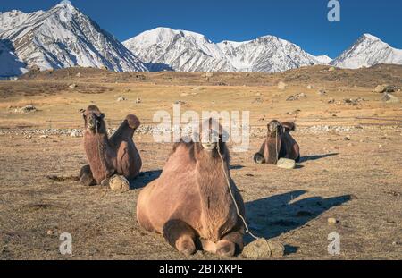 Kamele liegen auf dem Boden, baktrianische Kamele (Camelus bactrianus), in den hinteren mongolischen Altai-Bergen, BayanUlgii Provinz, Mongolei Stockfoto