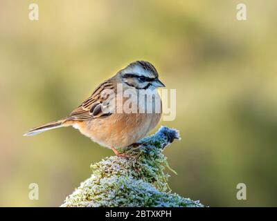 Steinhämmer (Emberiza cia) auf einer moosigen Wurzel sitzend, Raureif, Tirol, Österreich Stockfoto