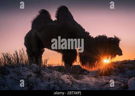 Baktrianmännliches Kamel (Camelus bactrianus) in der aufgehenden Sonne, Provinz Omnogobi, Mongolei Stockfoto