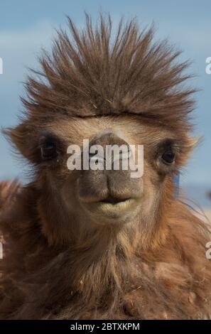 Baktrian Kamel (Camelus bactrianus), Porträt, Zentralmongolei, Mongolei Stockfoto