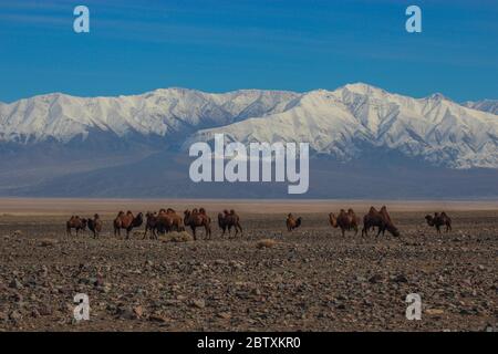 Baktrianische Kamele (Camelus bactrianus) in der mongolischen Steppe, zurück schneebedeckter Berg Jargalant, Provinz Khovd Mongolei Stockfoto