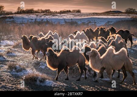 Kamelherde, baktrianische Kamele (Camelus bactrianus) laufen im Winter in der Wüste Gobi, Oemnoe-Gobi-Aimag, Mongolei Stockfoto