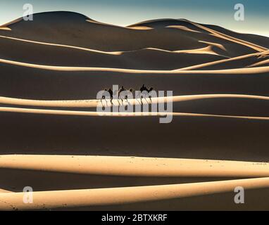 Nomaden reiten auf baktrischen Kamelen (Camelus bactrianus), durchqueren Sanddüne der Wüste Gobi, Sonnenaufgang, Oemnoe-Gobi-Aimag, Mongolei Stockfoto