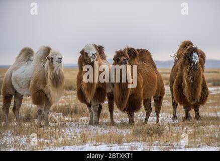 Vier baktrianische Kamele (Camelus bactrianus) in der Steppe im Winter, Provinz Bayankhongor, Mongolei Stockfoto