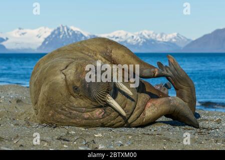 Walrus, Odobenus rosmarus, Spitzbergen, Arktis, Norwegen, Spitzbergen, Arktis, Norwegen Stockfoto