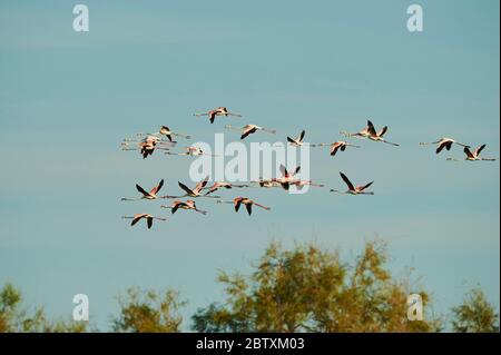 Fliegen mit dem Großflamingos (Phoenicopterus roseus), Saintes-Maries-de-la-Mer, Parc Naturel Regional de Camargue, Frankreich, Europa Stockfoto