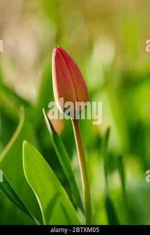 Rote Tulpen (tulpa) Knospen in einem Garten, Oberpfalz, Bayern, Deutschland, Europa Stockfoto