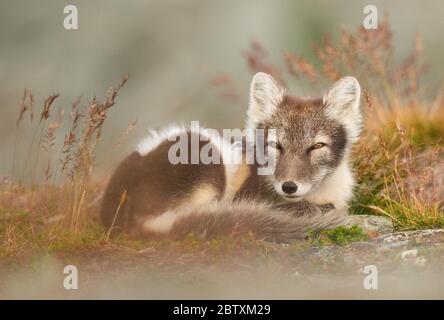 Arktisfuchs (alopex lagopus) ruhend, gewickelt, Dovrefjell, Norwegen Stockfoto