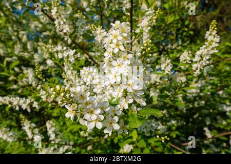 Europäische Vogelkirsche (Prunus padus), Blumen an Zweig, Bayern, Deutschland Stockfoto