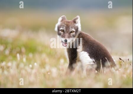 Polarfuchs (alopex lagopus) auf blühender Wiese, Dovrefjell, Norwegen Stockfoto