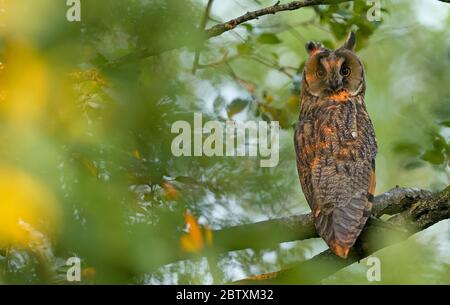 Langohreule (aiso otus), die aufmerksam im Laubbaum sitzt, Bayern, Deutschland Stockfoto