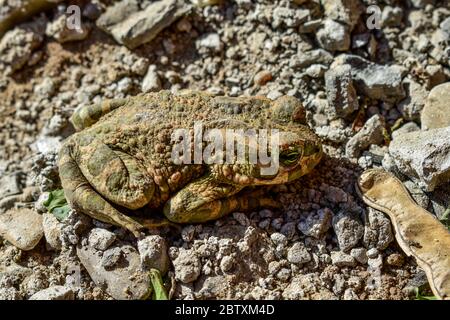 Der gewöhnliche Frosch (Rana temporaria), auch bekannt als der europäische gewöhnliche Frosch, europäischer gewöhnlicher brauner Frosch oder europäischer Grasfrosch, der auf einem Stein sitzt. Stockfoto