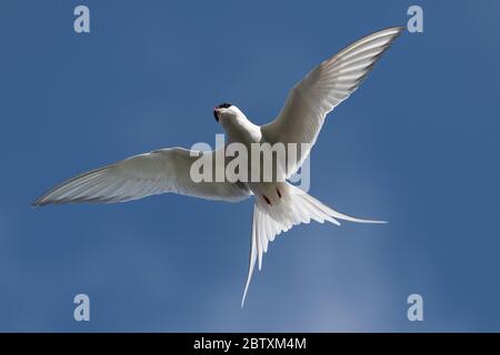 Arktische Seeschwalbe (Sterna paradiesaea) im Flug, Strandir, Westfjorde, Island Stockfoto