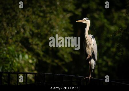 Ein Graureiher (Ardea cinerea) auf einer Brücke (Wien, Österreich) Stockfoto