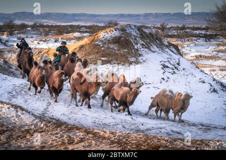 Kameltreiber mit Kamelherde, Baktrianer Kamele (Camelus bactrianus), die im Schnee durch die Wüste Gobi, Oemnoe-Gobi-Aimag, Mongolei wandern Stockfoto