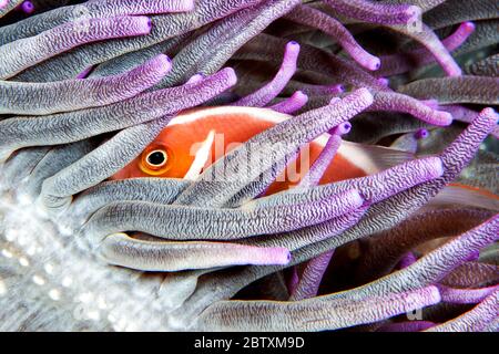 Rosafarbener Skunk-Clownfisch (Amphiprion perideraion), Siladen, Nord-Sulawesi, Indonesien Stockfoto