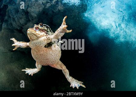 Kröten (Bufo calamita) während der Paarung unter Wasser, Fluss Lez, Herault, Frankreich Stockfoto